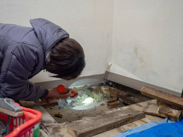 Professional Mold Removal in Twin Grove, IL