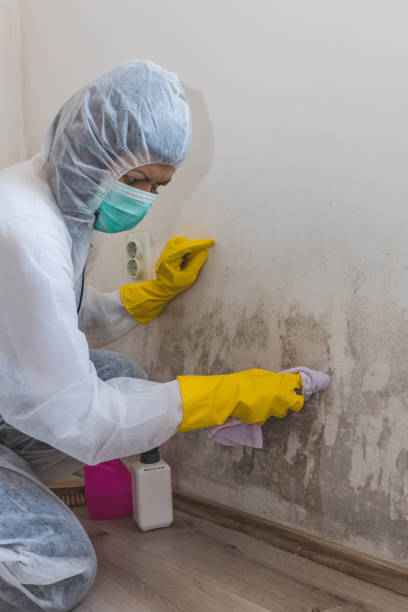 Best Mold Odor Removal Services  in Twin Grove, IL