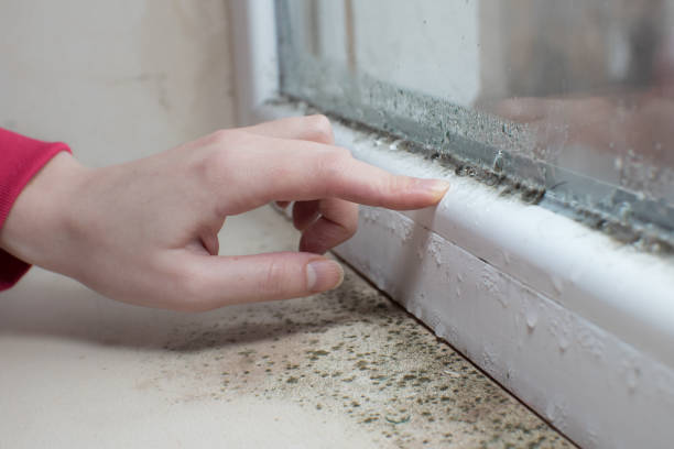 Best Mold Remediation for Vacation Homes  in Twin Grove, IL